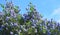 Flowering Blue Blossom Ceanothus evergreen shrub close up.