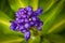 Flowering Blue Ginger Plant with Purple Flowers