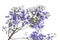 Flowering blue jacaranda