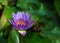 Flowering blue lotus closeup