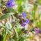 Flowering blue lungwort