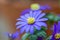 Flowering Blue Windflower in spring
