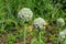 Flowering or bolting onions setting seed, onion blooming heads on the vegetable garden in summer