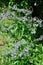 Flowering borage