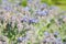 Flowering borage