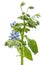 Flowering Borage and buds isolated