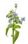 Flowering Borage and buds isolated