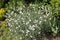 Flowering boreal chickweed Cerastium biebersteinii plant