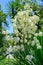 Flowering in the botanical garden.