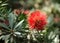 Flowering of bottle brush tree