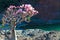 A flowering Bottle tree in Dirhur oasis, Socotra, Yemen