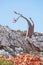 Flowering Bottle tree in Dixam, red rocks, Socotra, Yemen