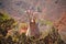 Flowering bottle tree in Socotra island, Yemen