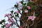 Flowering bottle tree, Yemen, Socotra