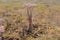 Flowering bottle trees in Socotra island, Yemen