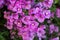 Flowering bougainvillea branches