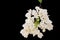 Flowering bougainvillea isolated on black background. clipping p