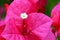 Flowering bougainvillea macro