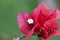 Flowering bougainvillea macro