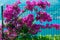 Flowering bougainvillea trees in Montenegro, the Balkans, the Ad