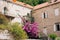 Flowering bougainvillea trees in Montenegro, the Balkans, the Ad