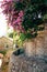 Flowering bougainvillea trees in Montenegro, the Balkans, the Ad