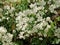 Flowering Bougainvillea, White Cascade. Summer