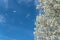 Flowering Bradford Pear tree blossom in spring at Irving, Texas, USA