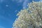 Flowering Bradford Pear tree blossom in spring at Irving, Texas, USA