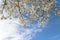 Flowering Bradford Pear tree blossom in spring at Irving, Texas, USA