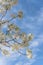 Flowering Bradford Pear tree blossom in spring at Irving, Texas, USA