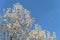 Flowering Bradford Pear tree blossom in spring at Irving, Texas, USA