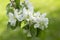 Flowering branch apple background green grass. White flowers apple petals, garden fruit trees are blooming