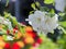 Flowering branch of Apple on a background of yellow and red tulips. Focus on foreground, blurred background