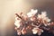 Flowering branch of an apple tree, sakura, close-up, spring flowering, with free space. With Generative AI tehnology