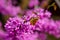 Flowering branch with beautiful pink inflorescences of Chinese cercis, Judas tree