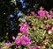 Flowering branch of bougainvillea, with butterfly