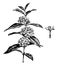 Flowering Branch and Detached Single Flower of Mitrostigma Axillare vintage illustration