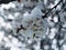 Flowering branch of fruit tree in snow and ice