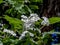 Flowering branch of hawthorn, a useful plant used in folk medicine