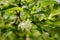 Flowering branch of honeysuckle. Spring flowers with selective focus