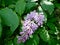 Flowering branch of lilac chinese hungarian lilac on a green blurred background