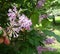 Flowering branch of lilac chinese hungarian lilac on a green blurred background