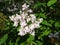 Flowering branch of lilac chinese hungarian lilac on a green blurred background