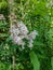 Flowering branch of lilac chinese hungarian lilac on a green blurred background