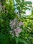 Flowering branch of lilac chinese hungarian lilac on a green blurred background