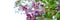 Flowering branch of lilac, screensaver for banner, website