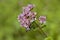 Flowering branch of an oregano shrub