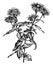 Flowering Branch of Oswego Tea vintage illustration