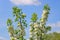 Flowering branch of pear on a background of blue sky with a swarm of insects on a sunny spring day